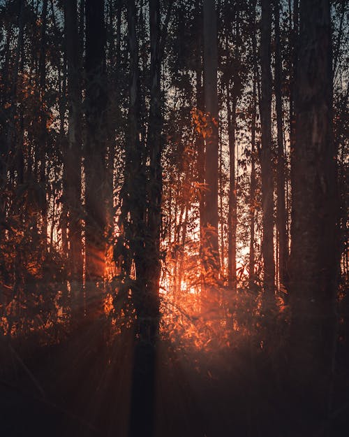 Immagine gratuita di alberi marroni, boschi, drammatico