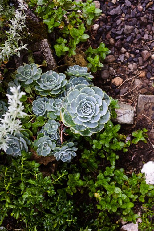 Succulent Plants in the Garden  Free Stock Photo