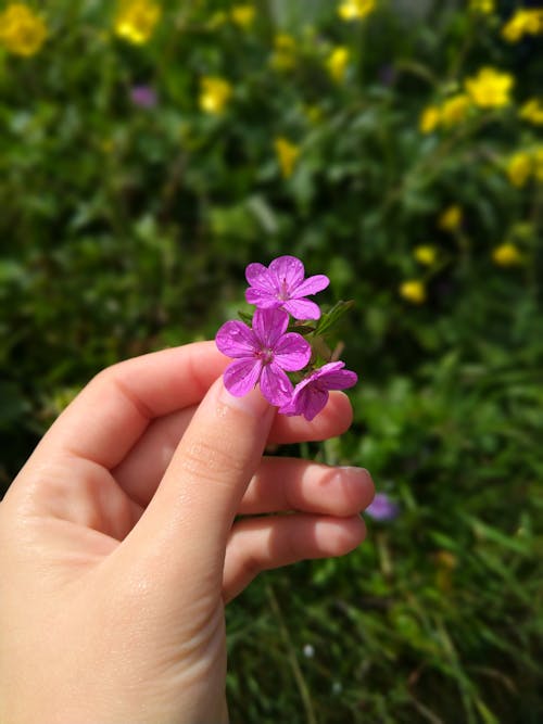 A Person Holding Purple Flowers