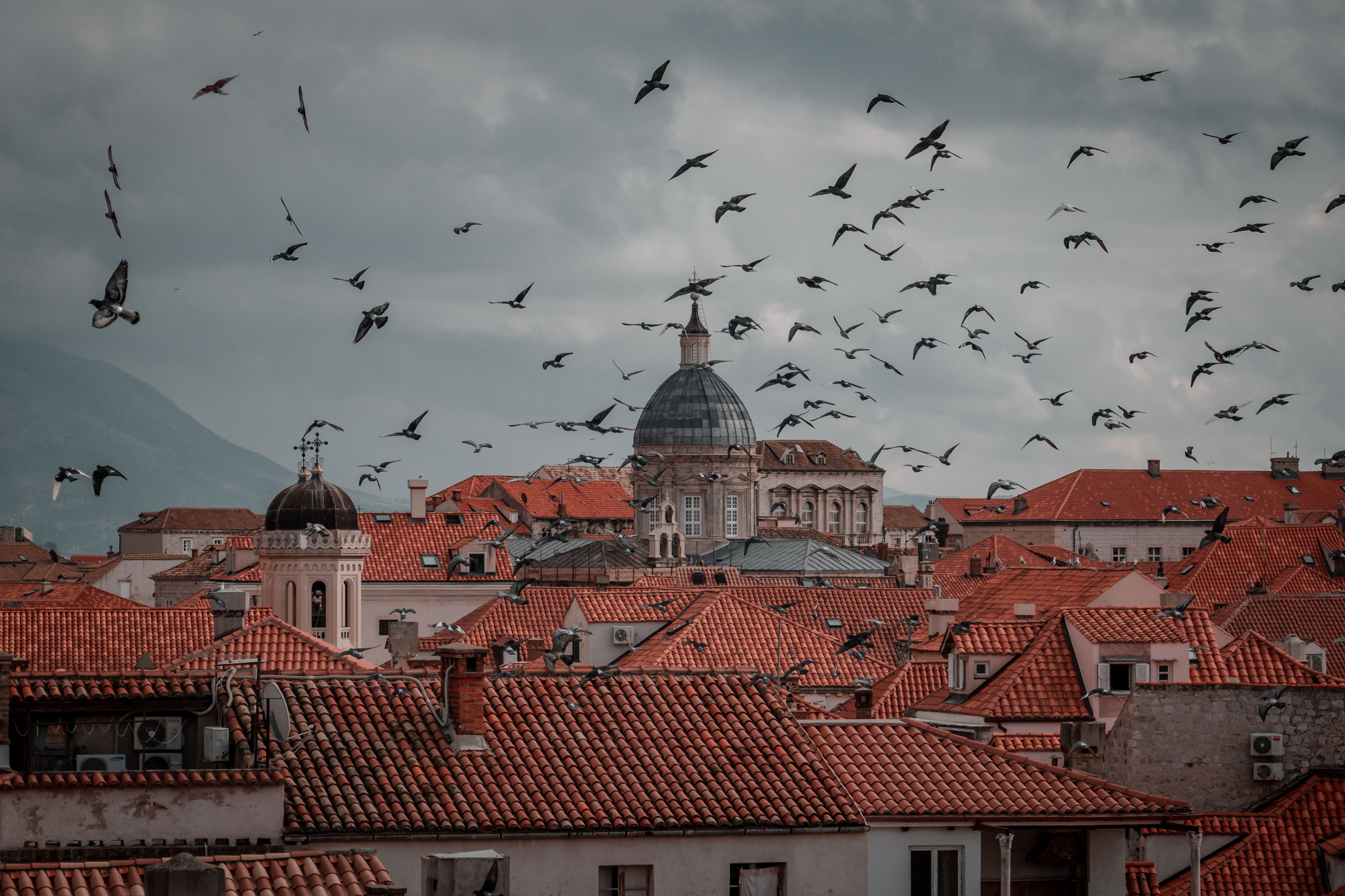 A picturesque scene of Dubrovnik's iconic terracotta rooftops with birds flying overhead.