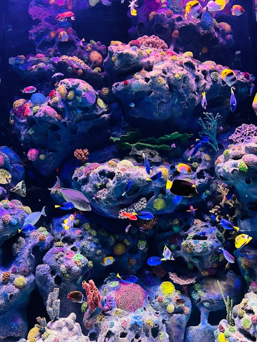 Colourful Tropical Fish in an Aquarium 