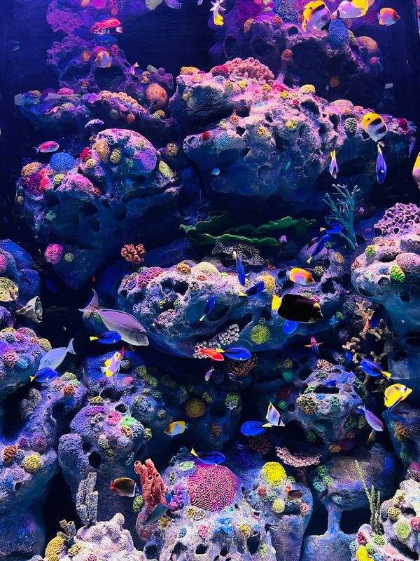 Colourful tropical fish in an aquarium