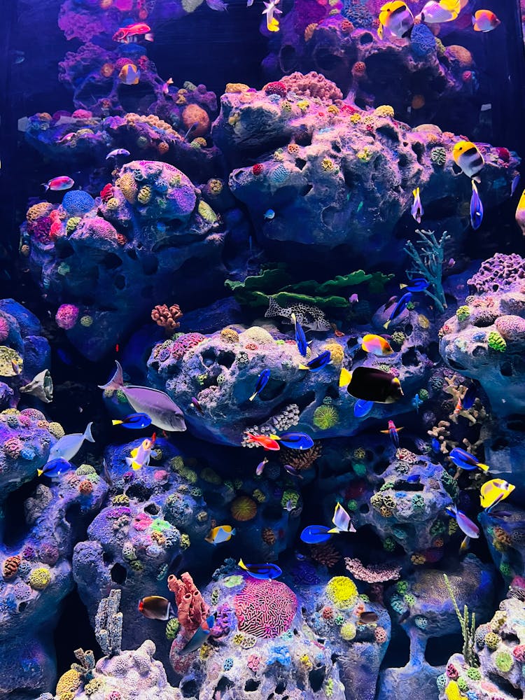 Colourful Tropical Fish In An Aquarium 