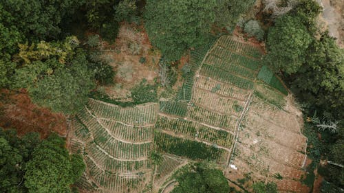 Aerial View of Agricultural Field