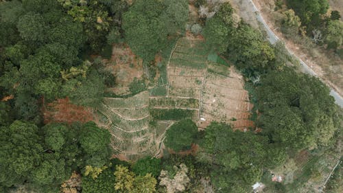 Aerial View of Agricultural Field