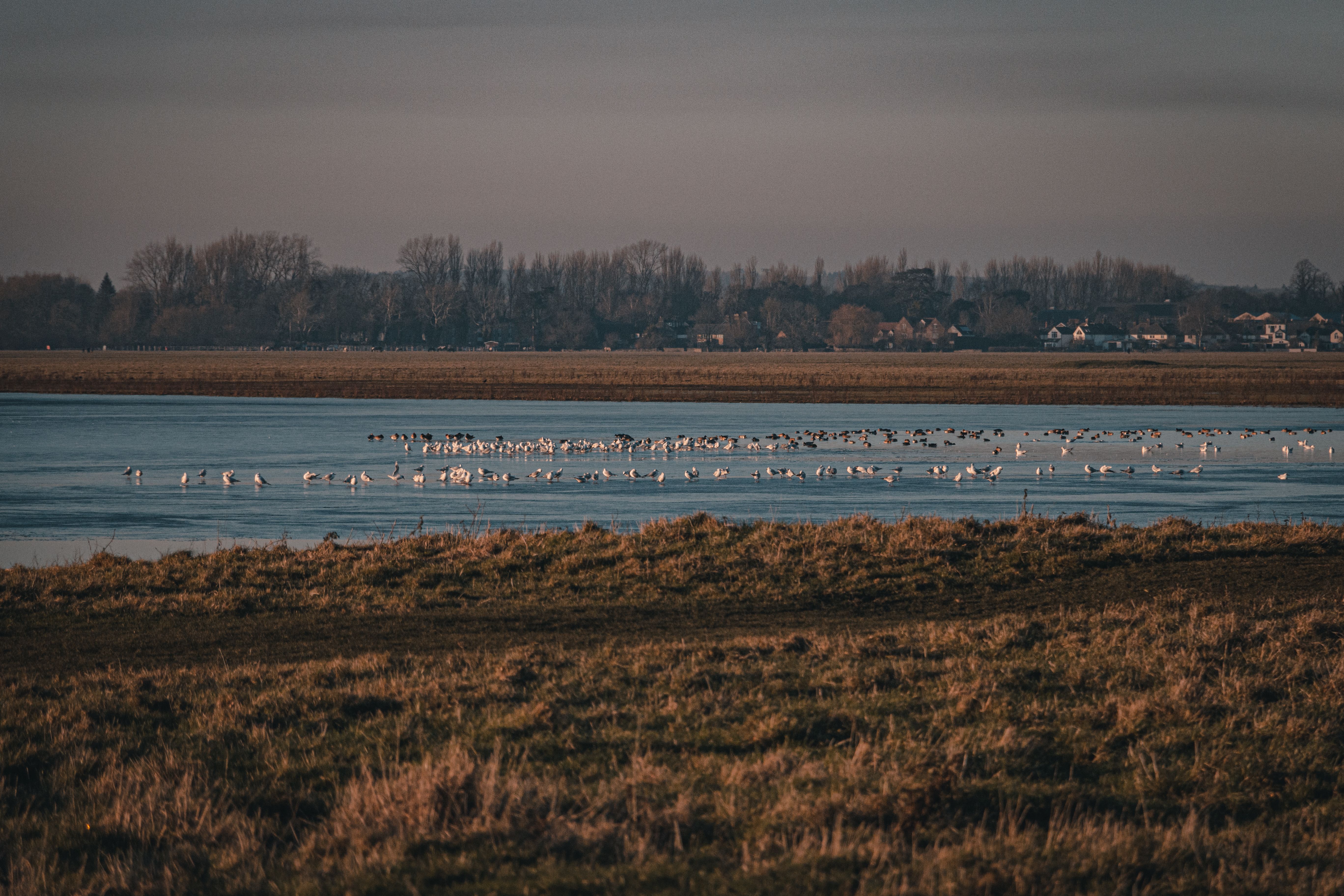Flock of birds on a tranquil lake in England at dawn, surrounded by nature.
