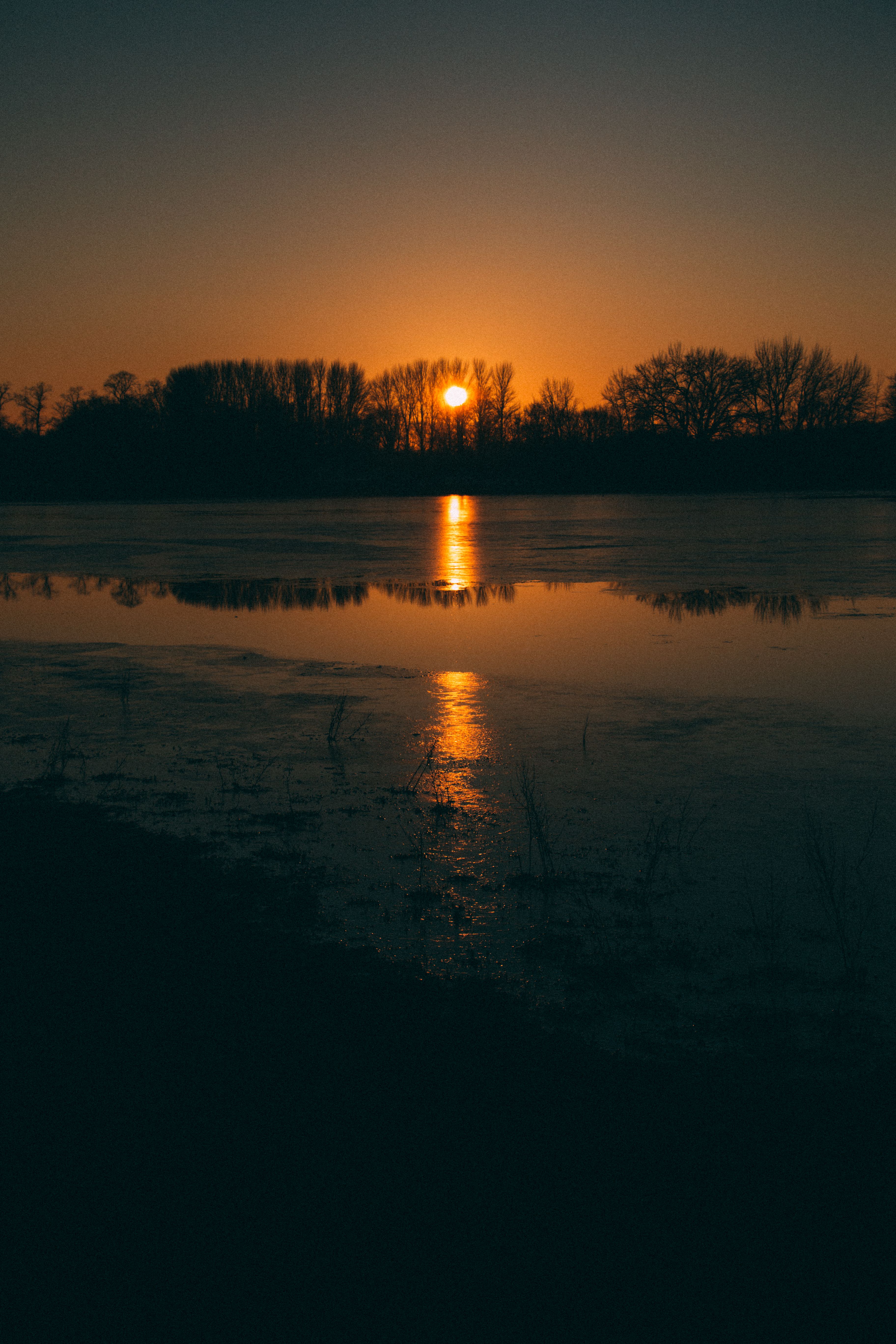 Silhouette of Trees during Sunset · Free Stock Photo