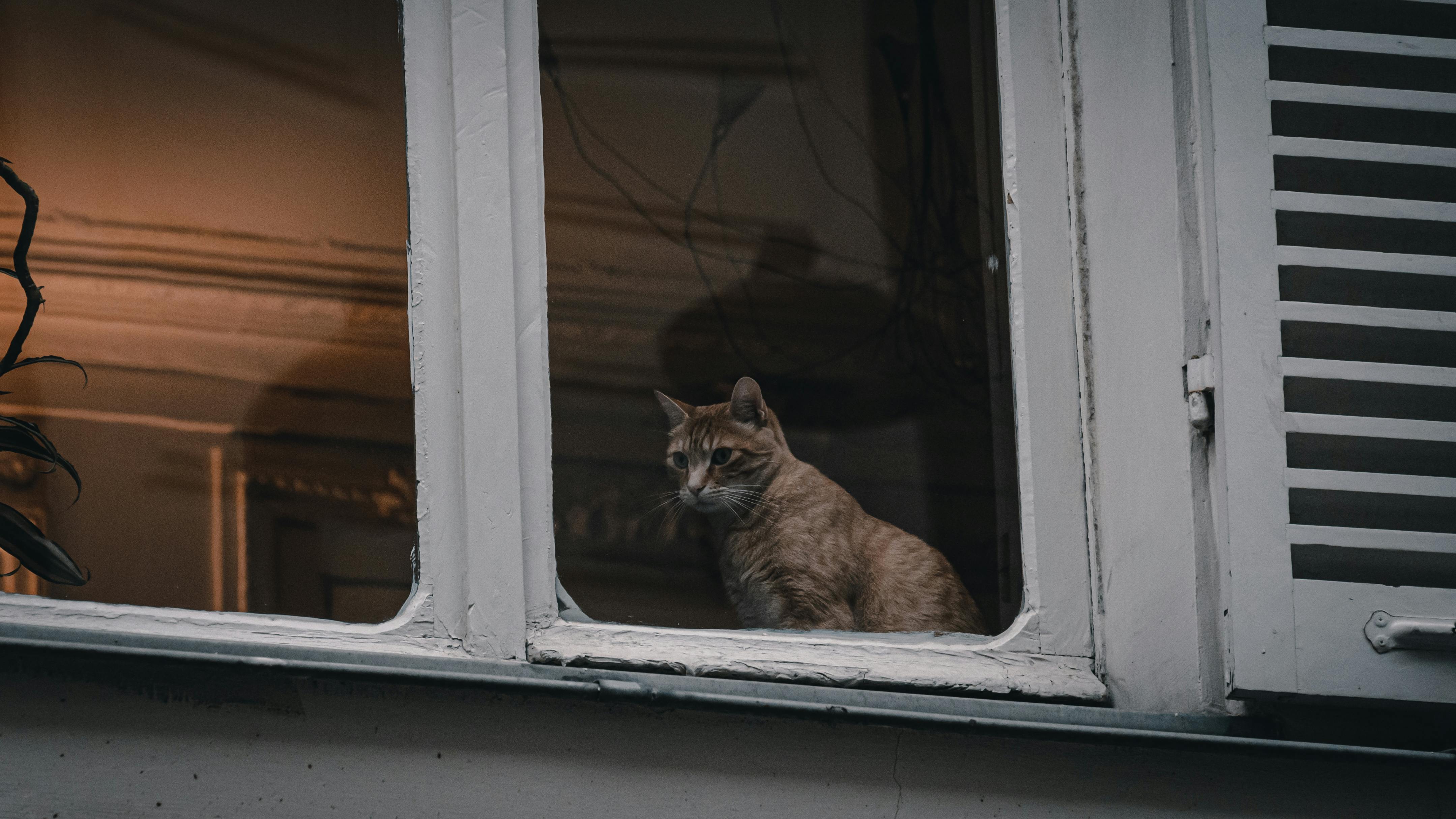 Cat Standing At An Open Door, Looking Outside With A Contemplative Expression