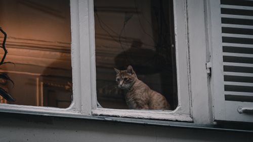 Free A contemplative cat sits inside a cozy Parisian building, gazing out through the window. Stock Photo