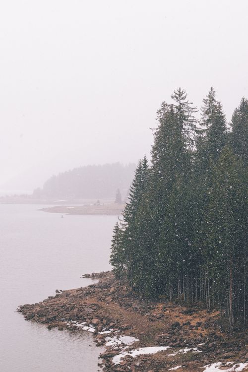 Free Serene winter landscape featuring pine trees by a snowy lake. Stock Photo