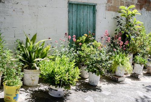 Бесплатное стоковое фото с белые стены, зеленые растения, растения в горшках