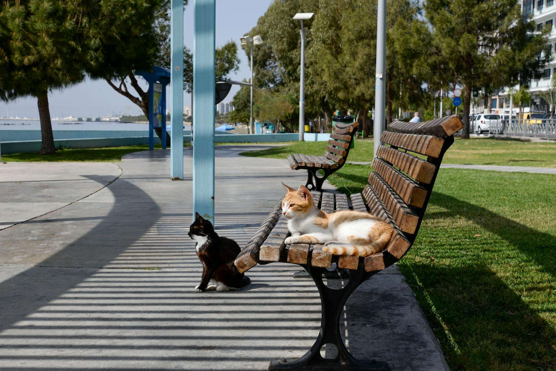 Two cats enjoying a sunny day on benches in a park by the sea. Perfect for nature and animal lovers.