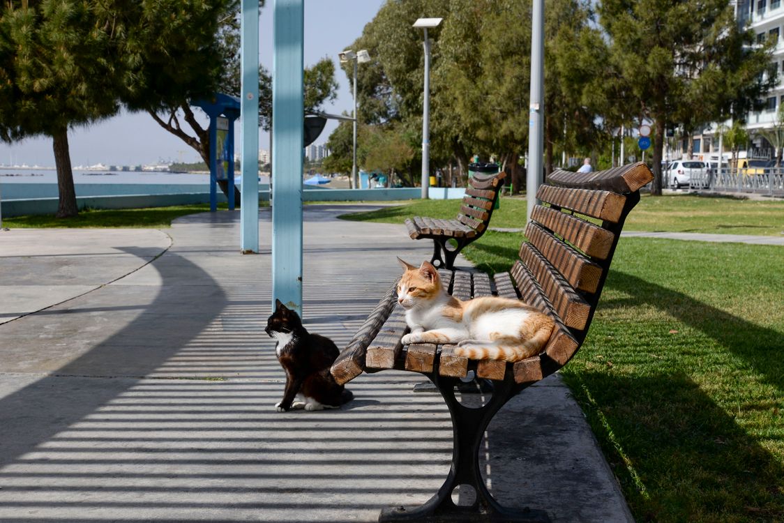A Tabby Cat Sitting on a Wooden Bench in a Park · Free Stock Photo