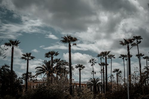 Silhouetted Tall Palm Trees 