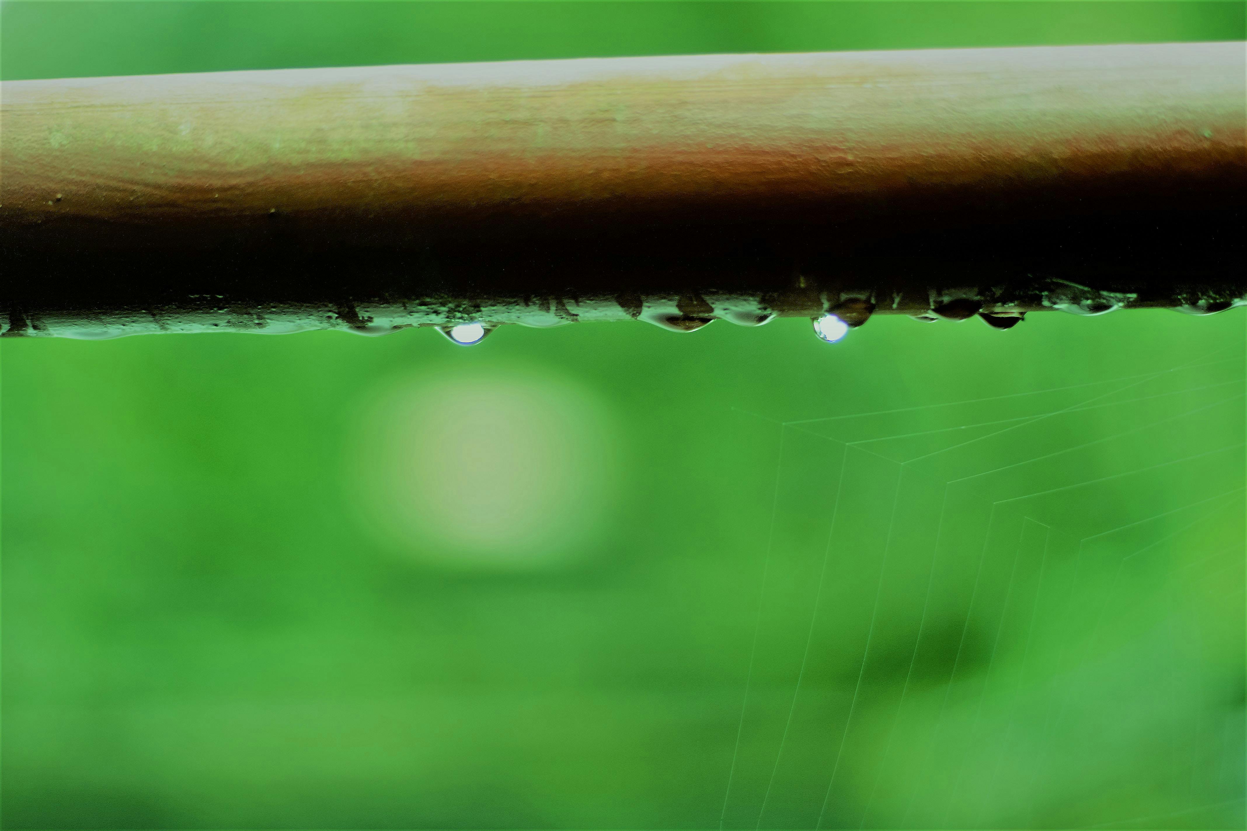 Free stock photo of after the rain, raindrops