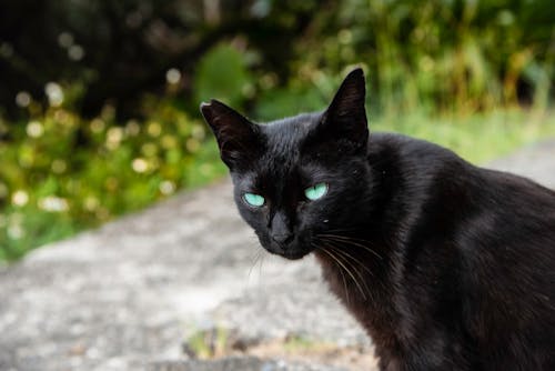 Ilmainen kuvapankkikuva tunnisteilla kissan silmä, musta kissa