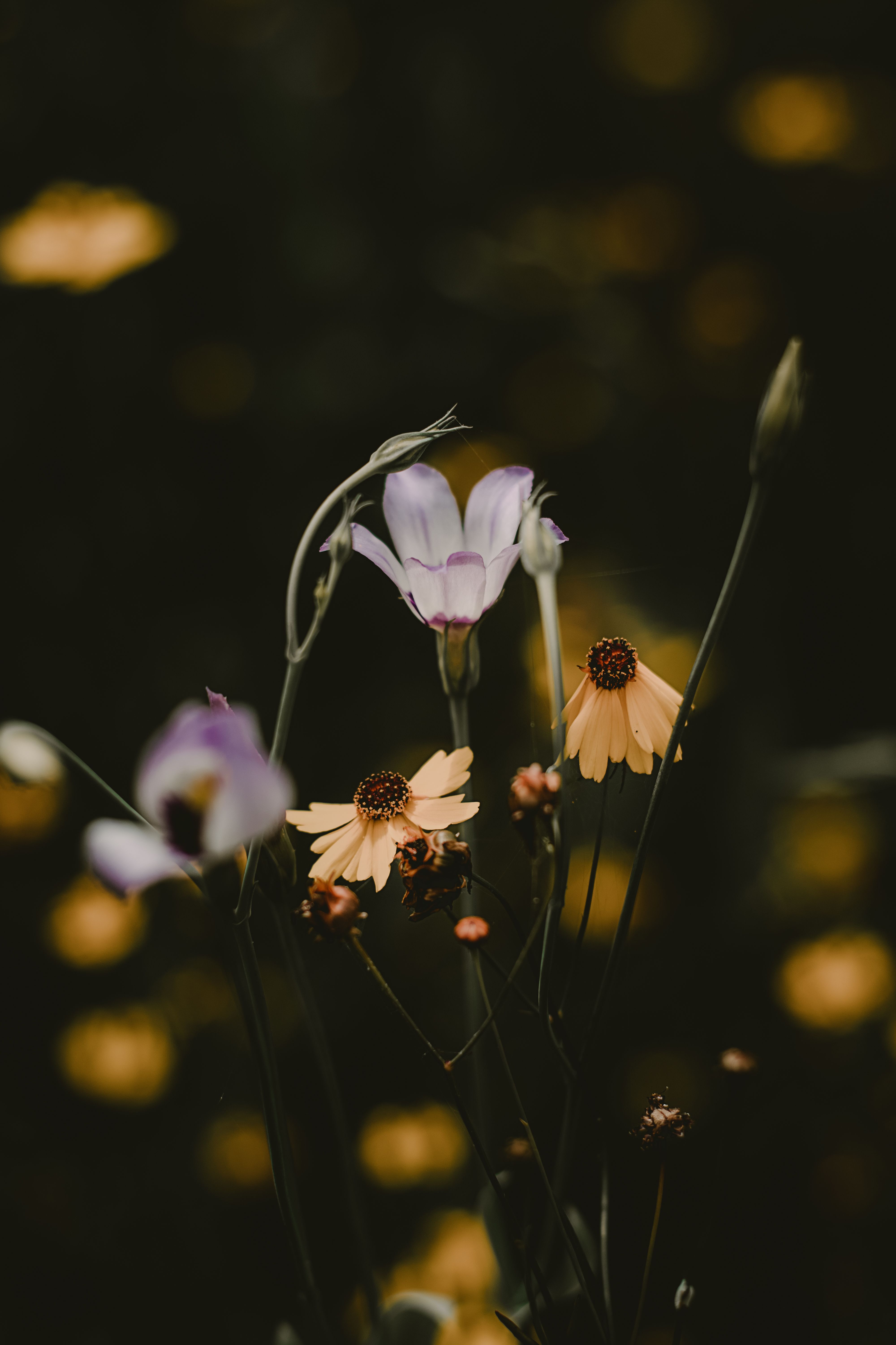 Purple and Yellow Flowers · Free Stock Photo