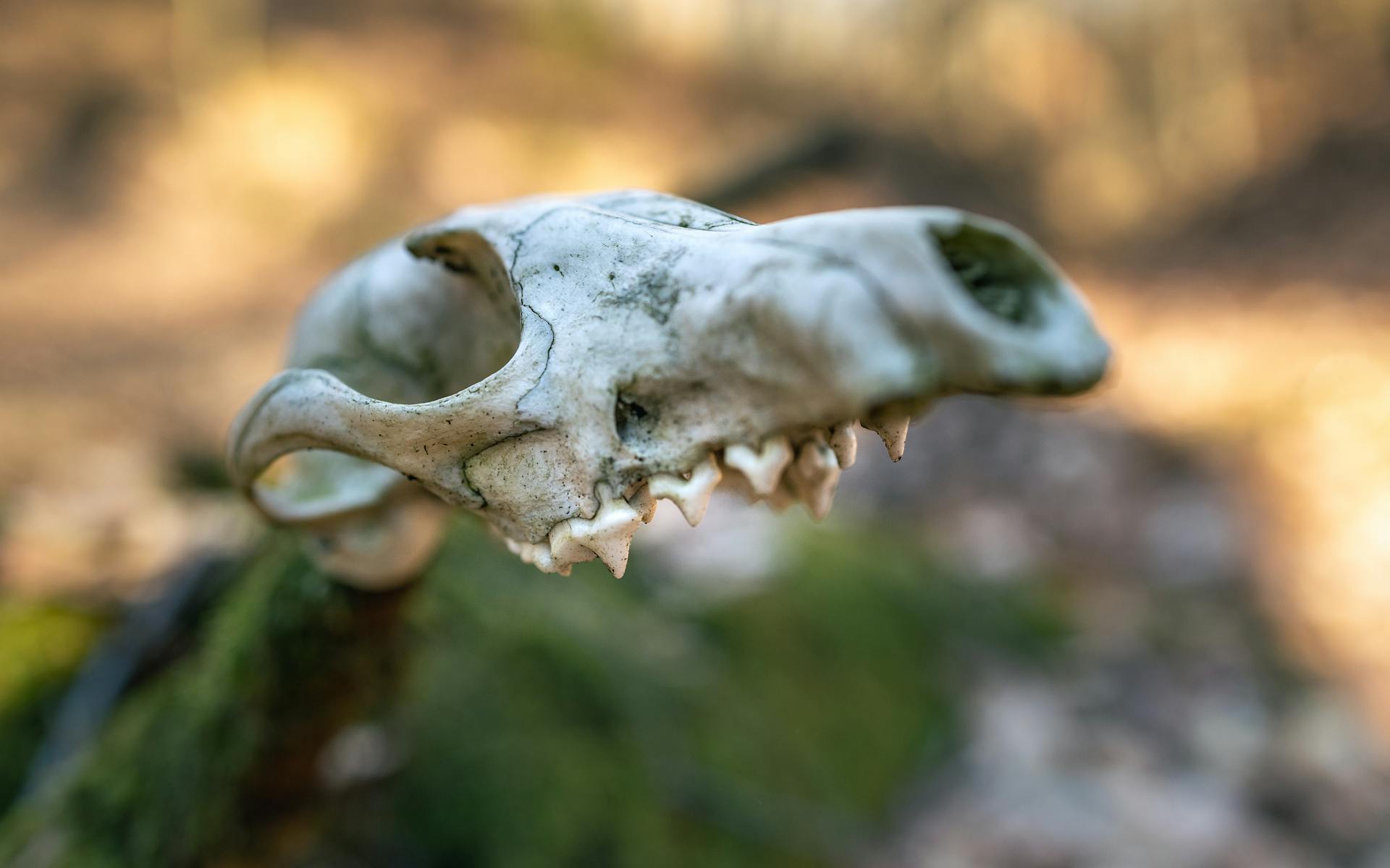 Close-up of the Bone of an Animal