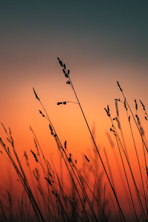 Free Close-up of delicate grass silhouettes against a warm, vibrant sunset sky, creating a tranquil scene. Stock Photo