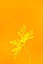 Yellow Maple Leaf on Yellow Background