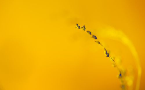 Free A delicate plant stem against a vibrant yellow background, capturing nature's subtle beauty. Stock Photo
