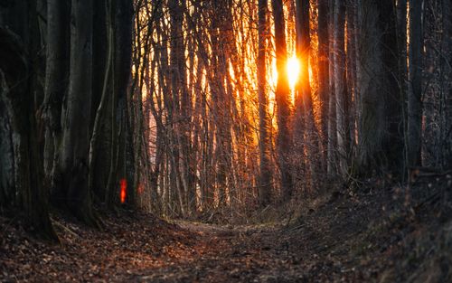Free Sunset casting warm light through tall tree trunks along a tranquil forest path. Stock Photo