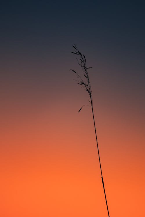 Delicate Grass Flower at Sunset 