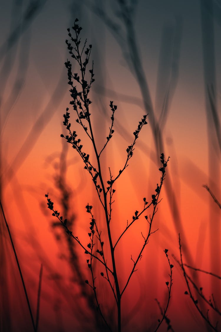 Dry Plant On Sunset Sky Background