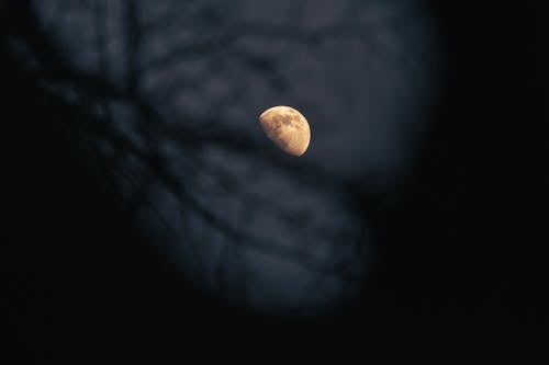 Immagine gratuita di albero, luna, notte