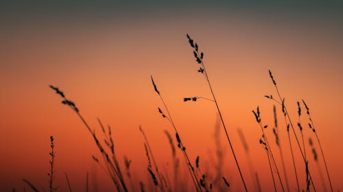 Gratis lagerfoto af græs, himmel, silhouet