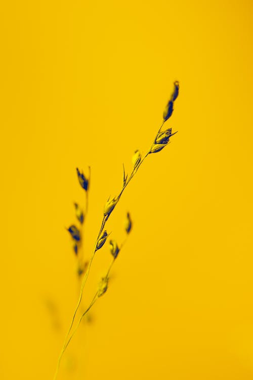 Thin Grain on Yellow Background