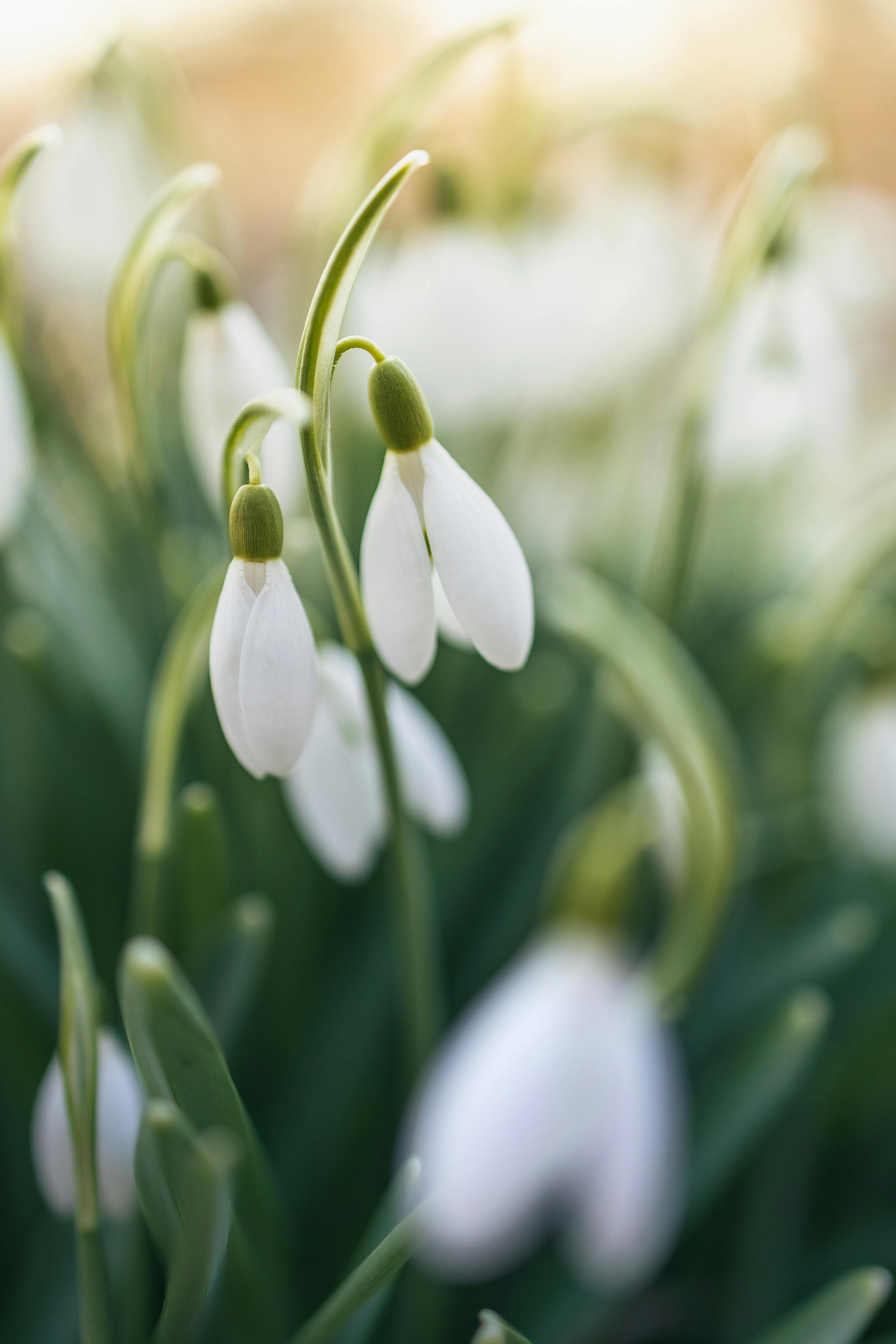 Snow Drops Pictures | Download Free Images on Unsplash