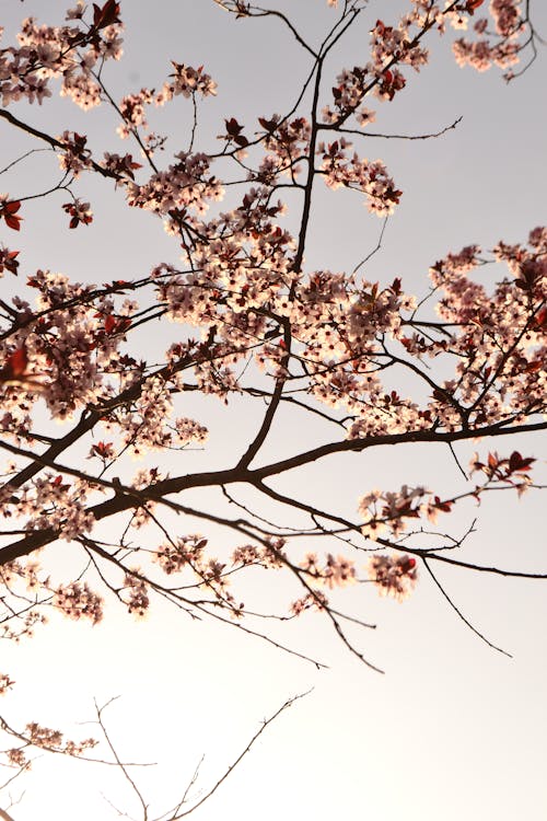 Cherry Tree Blossoms