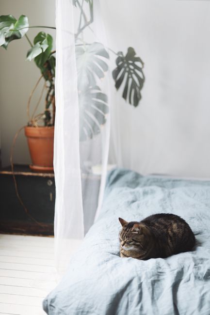 Domestic cat relaxing on a bed with a monstera plant in the background, creating a cozy ambiance.