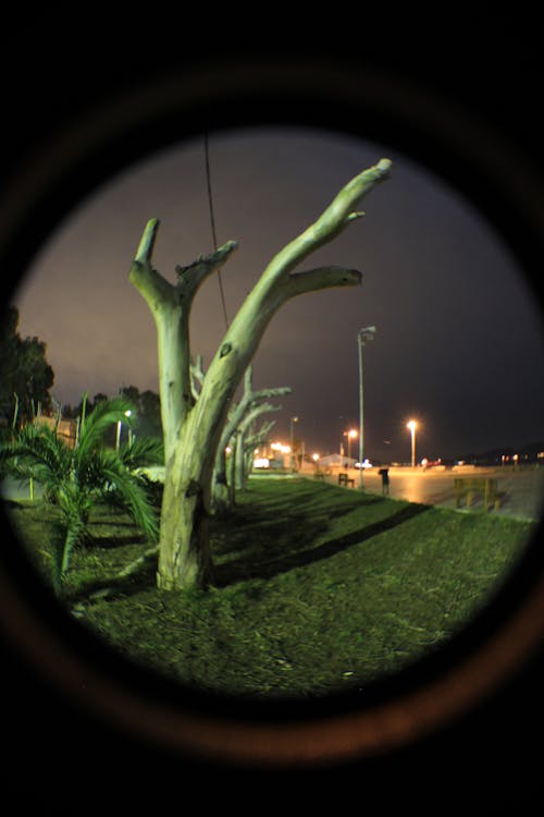 Darmowe zdjęcie z galerii z aparat, ciemny, drzewa