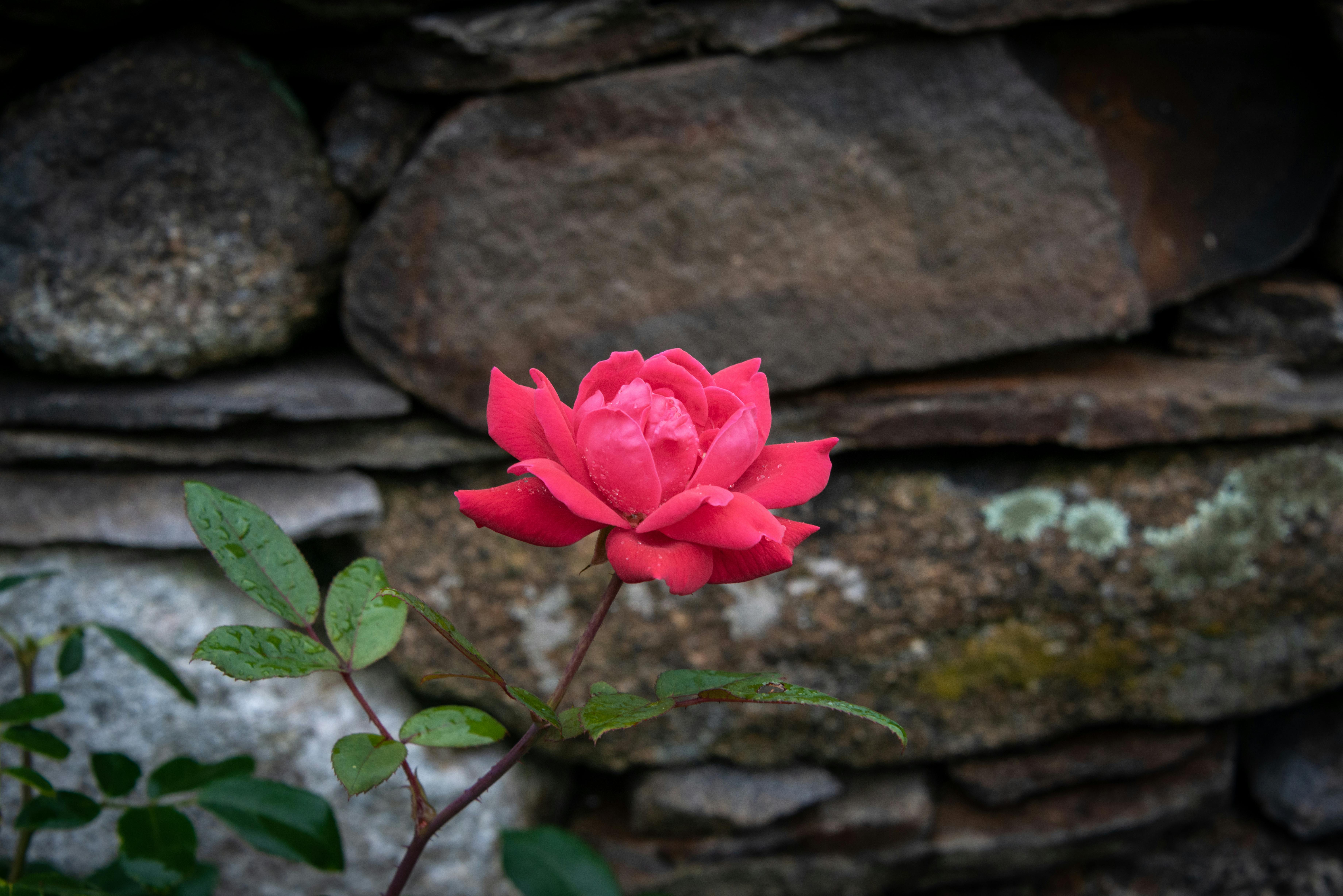 Close Up Photo of a Rose · Free Stock Photo