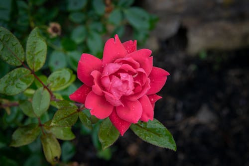 Free Red Rose with Green Leaves Stock Photo