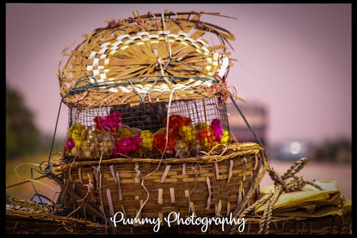 Foto stok gratis burung, burung-burung, kehidupan liar