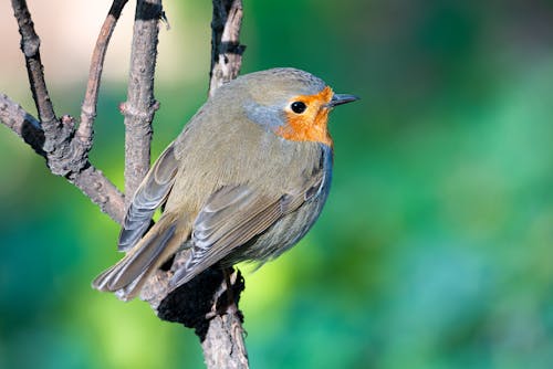 Gray Bird on Tree Branch in Close-Up Photography