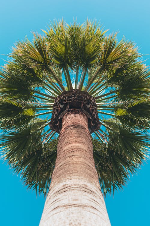 Free stock photo of california, palm tree, street photography
