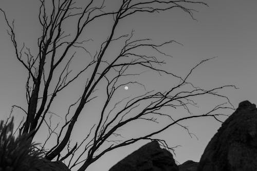 Immagine gratuita di albero, bianco e nero, luna