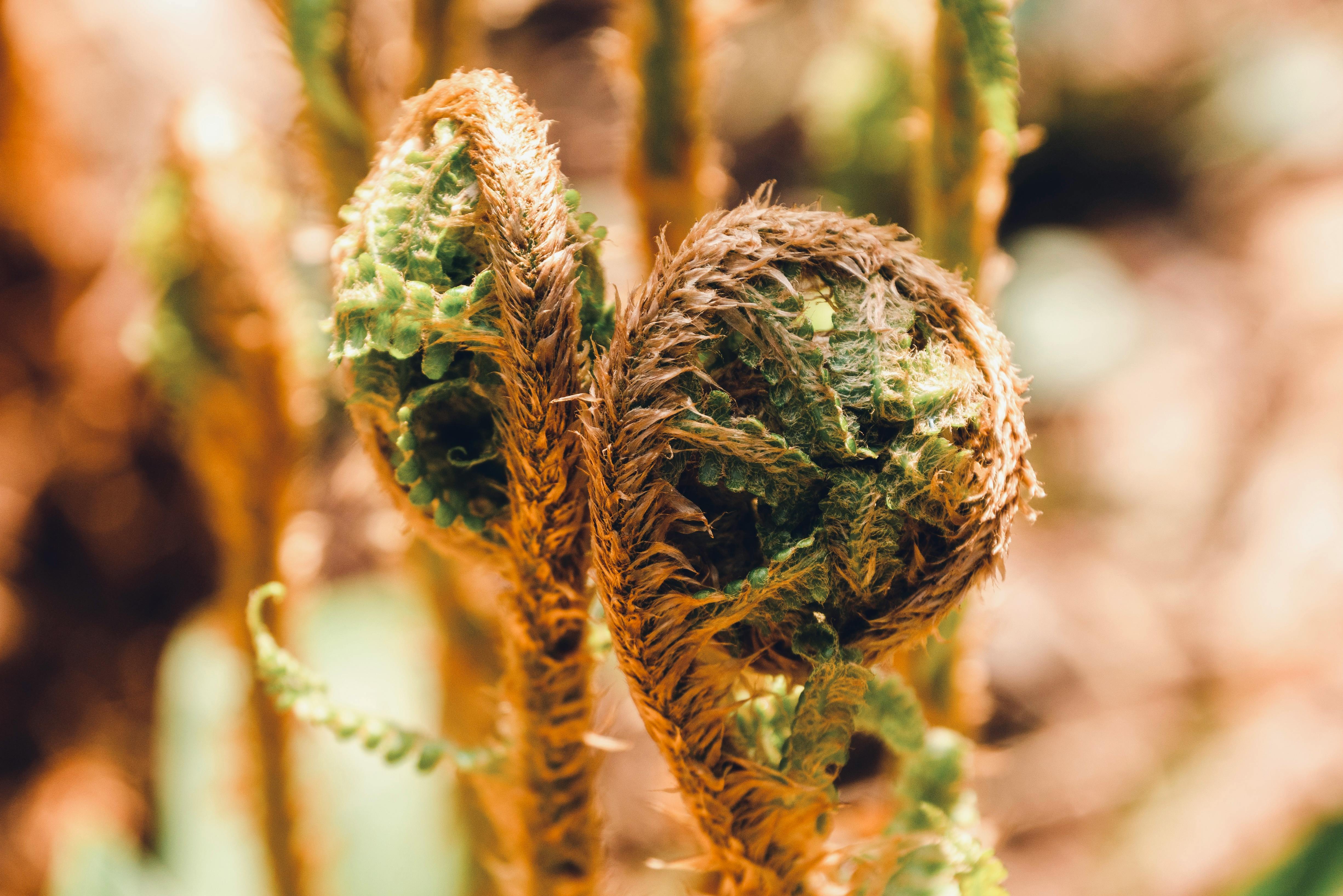 Detailed close-up of fern fiddleheads with selective focus in a natural setting.