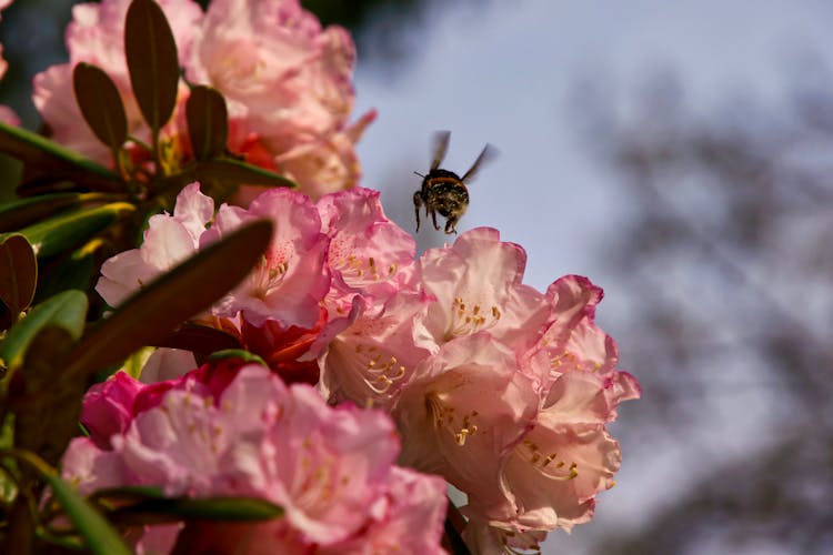 Bee Flying Over Pink Flowers