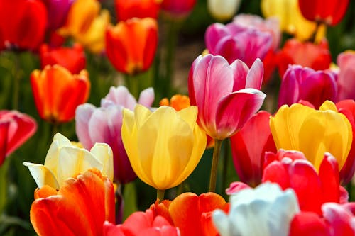 Gratis Foto stok gratis bagus, bunga tulip, bunga-bunga Foto Stok