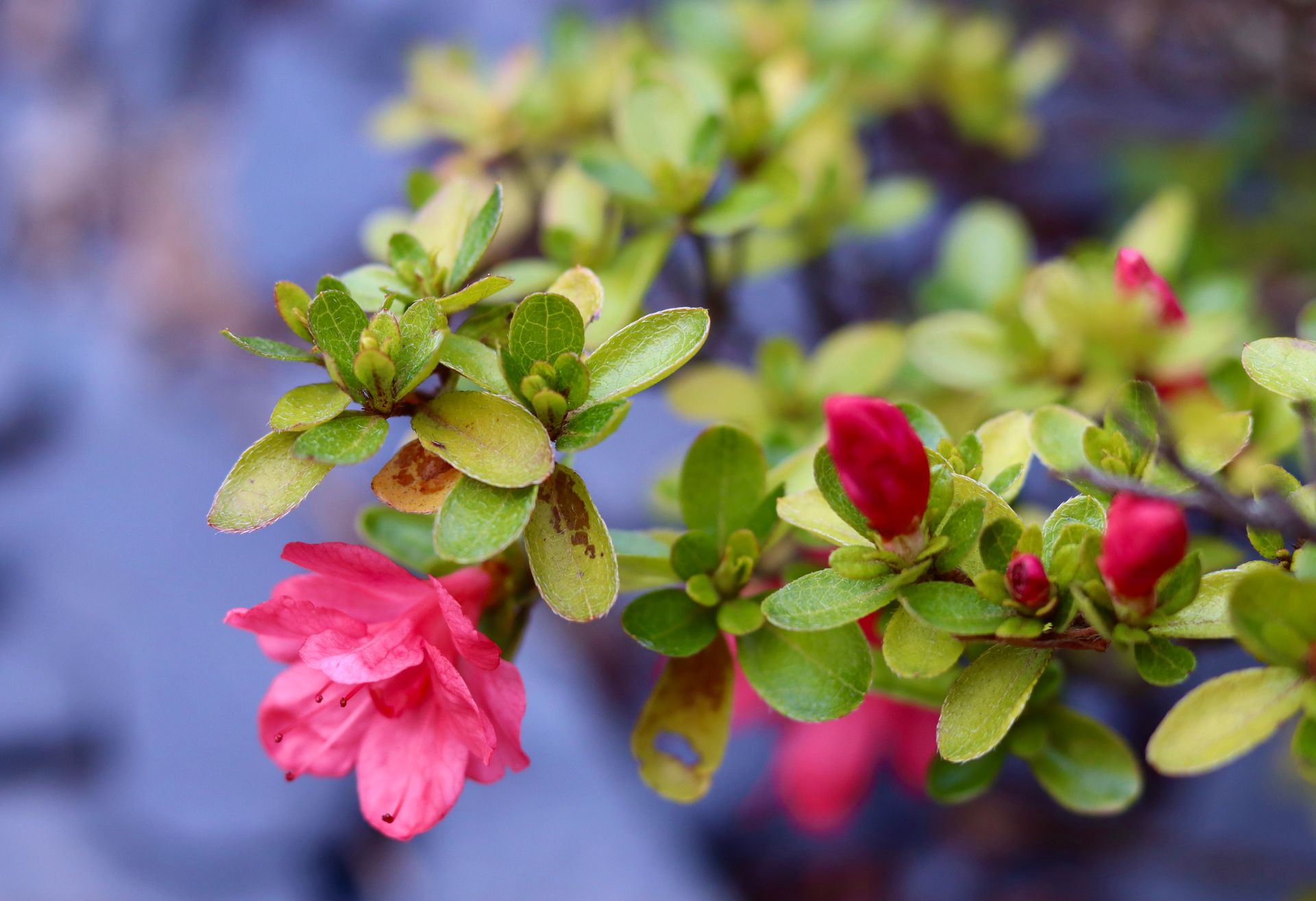 A detailed close-up of pink azalea flowers with lush green leaves in soft focus.