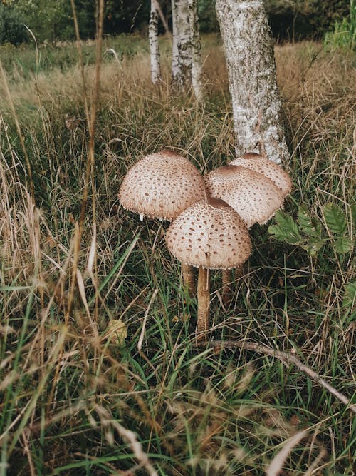 Základová fotografie zdarma na téma detail, houby, vertikální záběr