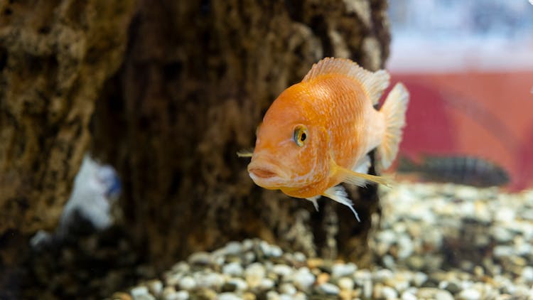 Cichlid Fish On A Aquarium