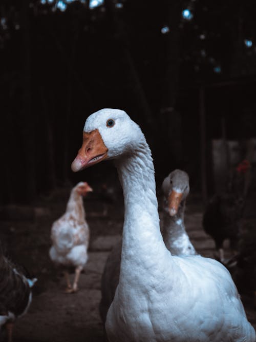 Close Up Shot of a White Duck