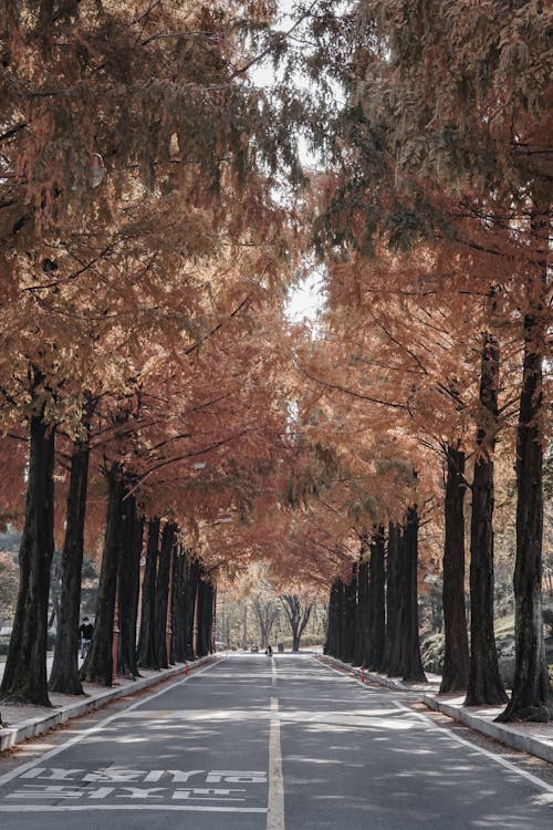 Symmetrical View of a Street Between Autumnal Trees