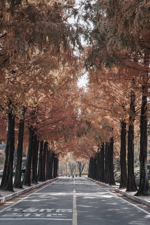 Imagine de stoc gratuită din alee, arbori, asfalt